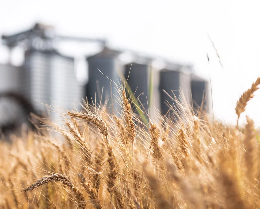Produzione farine conto terzi